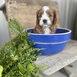 Cavapoo Puppies from Wednesday & Co