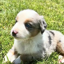 Miniature Australian Shepherd Puppies from SOCAL AUSSIES