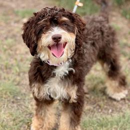 Estes - Bernedoodle