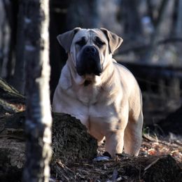 Carmela - Boerboel