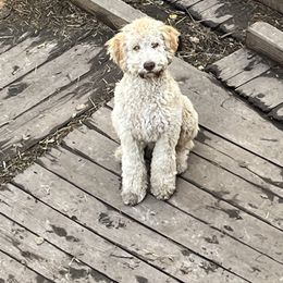 Rory - Apricot male Aussiedoodle puppy in Anchorage, Alaska from Covington Acres