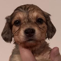 Princess - Dapple female Dachshund puppy in Lake Wales, Florida from Kirchberg Mini Farm