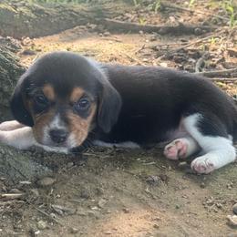 Donald - Black white and tan male Beagle puppy in Kinta, Oklahoma from Beaver Creek Kennels