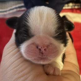 Collin - Black and white male Shih Tzu puppy in Sharon, Pennsylvania from Keystone Danes and Shih tzus