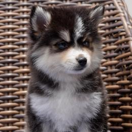Jessie - Black and white female Pomsky puppy in Mesa, Arizona from Platinum Pomskies