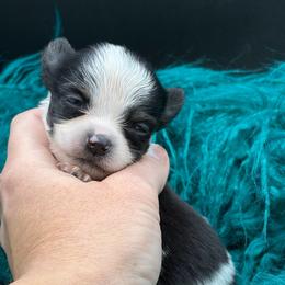 Pongo - Black and tan male Chihuahua puppy in Franklin, North Carolina from A&J Cutie Pawtooties