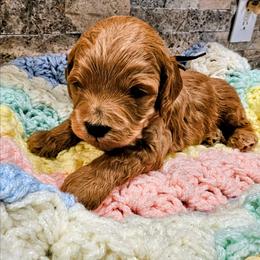 Mack - Red  male Goldendoodle puppy in Forest, Ohio from Mini Doodle Buddies