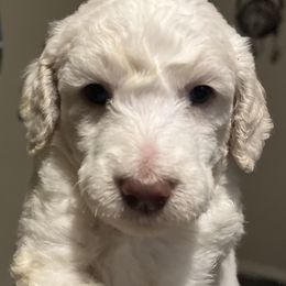 Boy 1 - White Poodle puppy in Sherman, Texas from Ruth’s Poodles