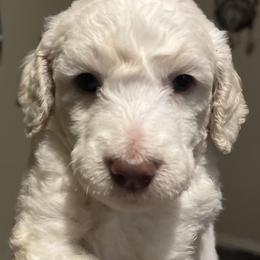 Boy 1 - White Poodle puppy in Sherman, Texas from Ruth’s Poodles