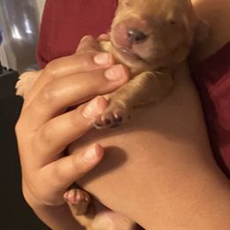 Golden Retriever Puppies from 13 GORGEOUS Goldens