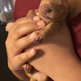 Golden Retriever Puppies from 13 GORGEOUS Goldens