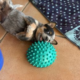 Australian Cattle Dog Puppies from Tin Roof Australian Cattle Dogs