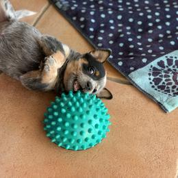 Australian Cattle Dog Puppies from Tin Roof Australian Cattle Dogs