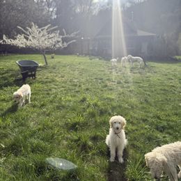 Wolf - Cream male Goldendoodle puppy in Maple Falls, Washington from Cynthia’s Goldendoodles