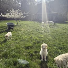 Wolf - Cream male Goldendoodle puppy in Maple Falls, Washington from Cynthia’s Goldendoodles