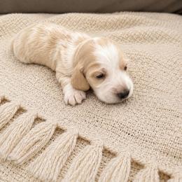 Nougat - Piebald female Dachshund puppy in Modesto, California from Doxie Lux
