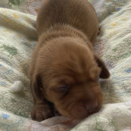 Millie - Chocolate Dachshund puppy in Great Bend, Pennsylvania from Dashing Doxies