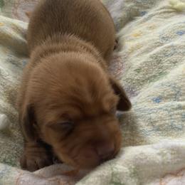 Millie - Chocolate Dachshund puppy in Great Bend, Pennsylvania from Dashing Doxies