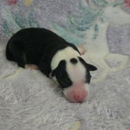 Girl 2 - Black tri female Miniature American Shepherd puppy in Tiskilwa, Illinois from First Harmony Farms
