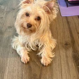 Almond - Yorkshire Terrier
