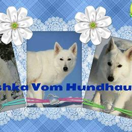 Berger Blanc Suisse and German Shepherd Puppies from Vom Hundhaus German Shepherds