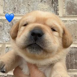 Blue collar - Yellow male Labrador Retriever puppy in Clinton, Tennessee from Summer Rose