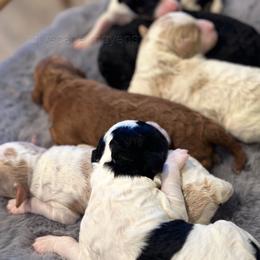 Poodle Puppies from Cityscape Moyen Poodles