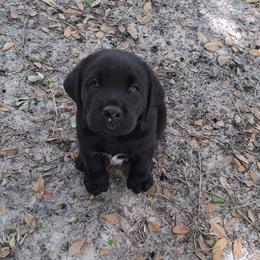 Labrador Retriever puppies from Spirit Oaks Labrador Retrievers
