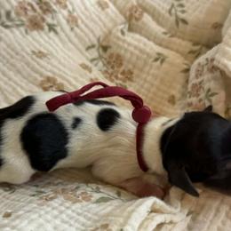 CKC Pandy - Piebald female Dachshund puppy in Hartsville, Tennessee from B+B Co Miniature Dachshunds