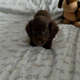 Anna - Chocolate female Dachshund puppy in Las Piedras from New Empire Kennels