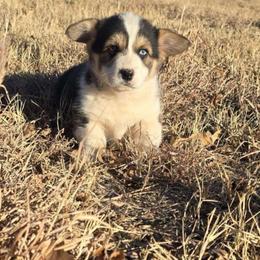 Charlie - Black and tan male Pembroke Welsh Corgi puppy in Anton, Texas from X Bar's Lil Legs of Texas