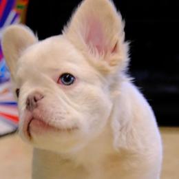 Beethoven - Cream male French Bulldog puppy in San Antonio, Texas from Tellez House of Frenchies