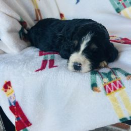 Ruby - Tri-color female Bernedoodle puppy in Arabi, Georgia from Huckadoodle Farm