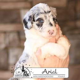 Ariel - Blue merle and white female Sheepadoodle puppy in Cleveland, Tennessee from Narrow Path Old English & Sheepadoodles