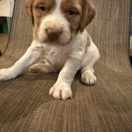 Lola - Orange and white female Brittany puppy in Parkersburg, Iowa from Truax Brittanys