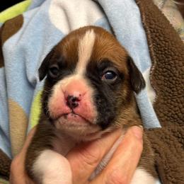 Boy 2 - Fawn male Boxer puppy in Elyria, Ohio from Just-A-Wyn Boxers