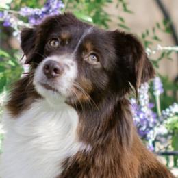 Molly - Miniature American Shepherd