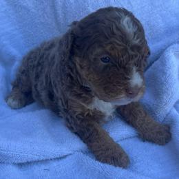 Boy 4 - Chocolate merle male Bernedoodle puppy in Los Angeles, California from Bernied00dle Love