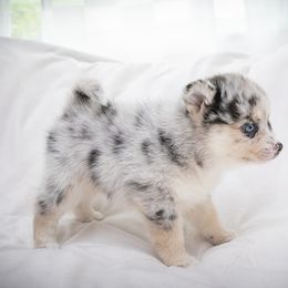 Apollo - Merle male Pomsky puppy in St. Petersburg, Florida from Neon Moon Pomskies