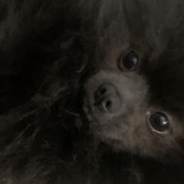 Teddy - Pomeranian