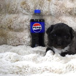 Pepsi - Blue merle female Australian Shepherd puppy in Wichita Falls, Texas from Spotted Mule Aussies