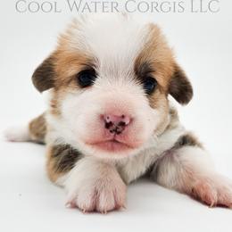 Harry - Red male Pembroke Welsh Corgi puppy in Kiowa, Colorado from Cool Water Corgis LLC