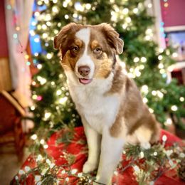 Ike - Miniature American Shepherd