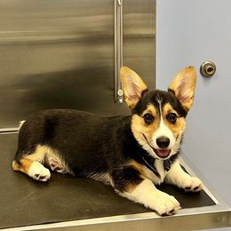 Pembroke Welsh Corgi Puppies from C.H. Pembroke Corgis