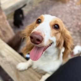 Pumpkin - Dachshund