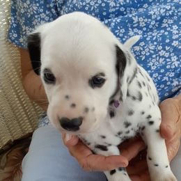 Dalmatians from Fox Run