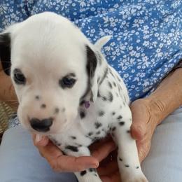 Dalmatians from Fox Run