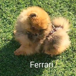 Pomeranian Puppies from TNT Pomeranians
