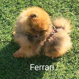Pomeranian Puppies from TNT Pomeranians