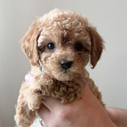 Fritz - Red male Cavapoo puppy in Greenville, South Carolina from Reedy River Doodles